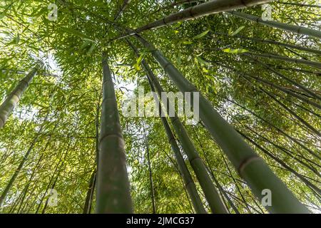 A bamboo forest with a view from below Stock Photo