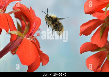 Red-shanked bumblebee (Bombus ruderarius) in flight at a geraniums (Pelargonium) Stock Photo