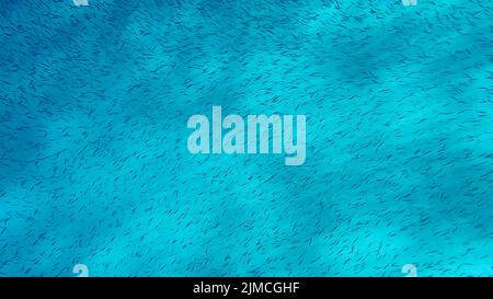 Massive school of small fish swims over sandy bottom background. Shoal of Silver-stripe round herring, slender sprat, or Kibinago minnow Stock Photo