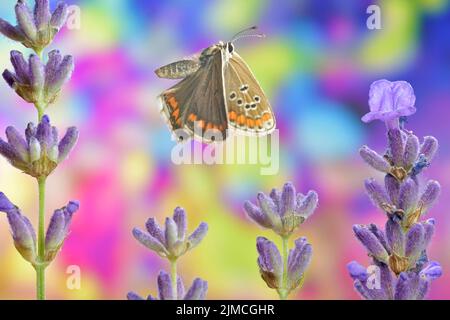 Common blue butterfly (Polyommatus icarus), female in flight on common lavender (Lavandula angustifolia) Stock Photo