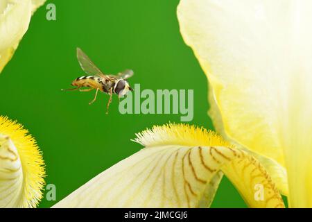 Large hoverfly (Syrphus ribesii) in flight at the flower of a yellow flag (Iris pseudacorus) Stock Photo