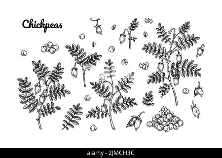 Set of chickpeas design elements. Hand drawn botany collection. Vector illustration in sketch stile Stock Vector