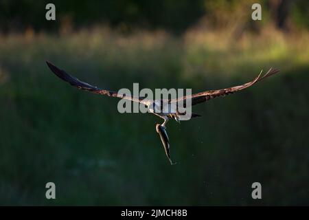 Western osprey (Pandion haliaetus) in flight with captured fish, Northern Ostrobothnia, Finland Stock Photo