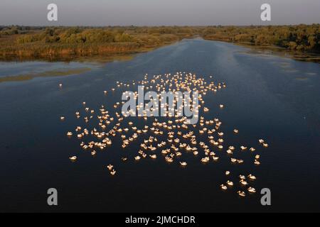 Great white pelican (Pelecanus onocrotalus), group fishing, drone shot, bird's eye view, aerial view Danube Delta Biosphere Reserve, Romania Stock Photo