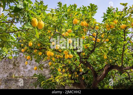 Lemons, lemon tree in a garden, Taormina, east coast, Sicily, Italy Stock Photo