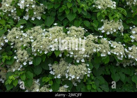 Flowering climbing hydrangea (Hydrangea petiolaris), Bavaria, Germany Stock Photo