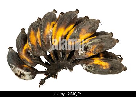 Ripe bananas on a white background Yellow and black banana peel. Stock Photo