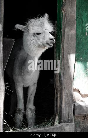 White funny alpaca (Vicugna pacos), in the stable siofok, balaton, Hungary Stock Photo