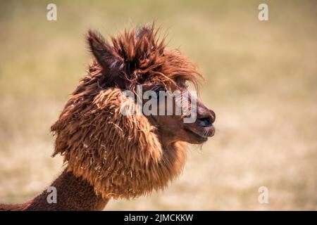 Brown shorn funny alpaca (Vicugna pacos), in the stable siofok, balaton, Hungary Stock Photo