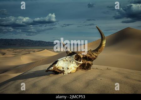Bull skull in sand desert and storm clouds Stock Photo