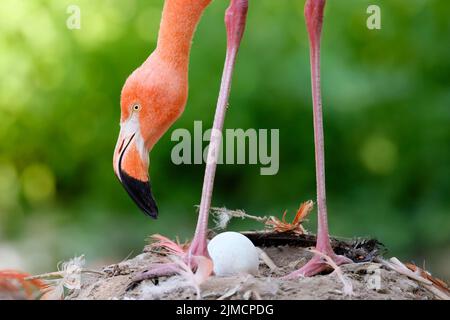 American flamingo (Phoenicopterus ruber) on its nest with an egg, captive Stock Photo