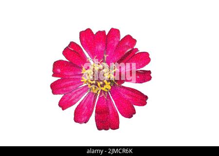 Abstract Triangles line Beautiful Pink flower of zinnia isolated on white background. Stock Photo