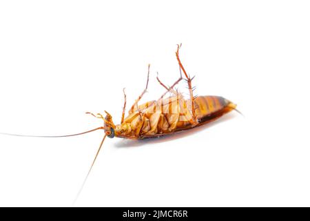 Dead cockroach on white background, Concept the problem in the house because of cockroaches living in the kitchen and pest contr Stock Photo