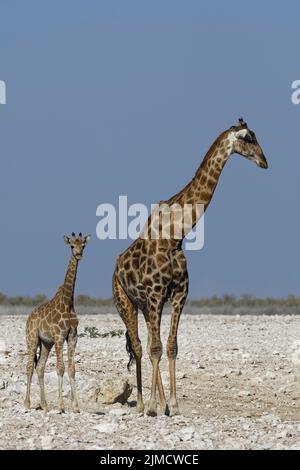 Angolan giraffes (Giraffa camelopardalis angolensis), adult male and foal at waterhole, Etosha National Park, Namibia, Africa Stock Photo