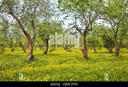 Spring beautiful orchard with dandelions Stock Photo