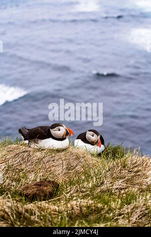 Wild Atlantic puffins with red beaks and white feathers sitting on grassy coast near rippling sea in coastal area of Iceland Stock Photo