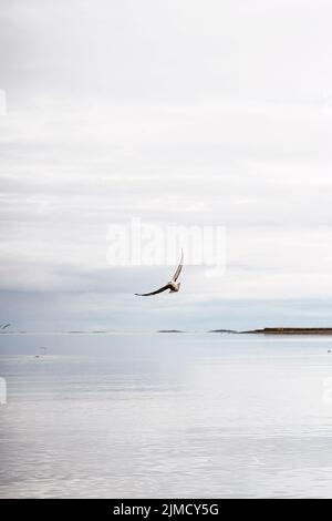Wild seagull soaring over rippling water of sea against overcast sky in gray morning in Iceland Stock Photo