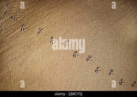 Top view of similar bird footprints on clear sandy shore in coastal area of Iceland on sunny day in nature Stock Photo