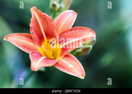 Macro photo nature blooming flower orange Lilium bulbiferum. Background texture plant fire lily with orange buds. Image plant bl Stock Photo