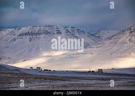 Herd of horses pasturing in snowy meadow in highlands of Iceland on winter day Stock Photo