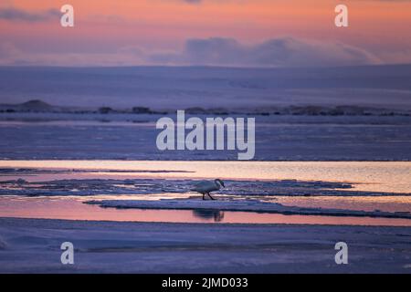 White swan floating on surface of tranquil lake during sunset om background in Iceland Stock Photo