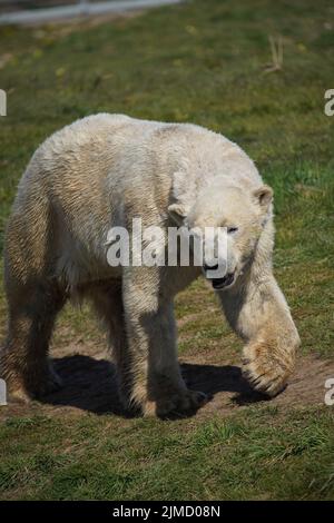 a closeup of a Polar bear in Zoo, Ursus maritimus Stock Photo