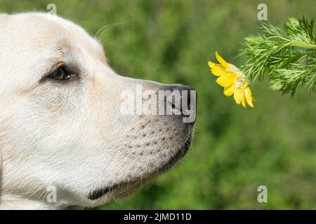 Labrador dog smelling yellow flower on green nature background. Funny puppy face Stock Photo