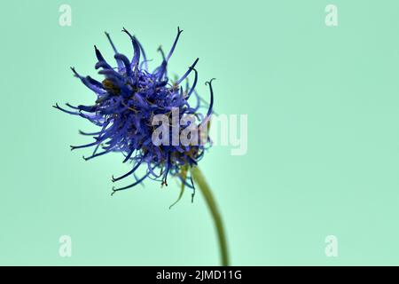 Flower of the black rampion Phyteuma nigrum , a plant in the Alps in Europe. Stock Photo