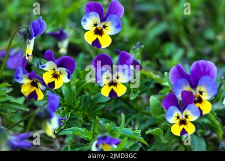 Blue pansy flowers or heartsease (Viola tricolor) in summer garden Stock Photo