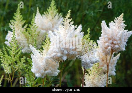 Astilbe japonica white flowers in summer garden Stock Photo