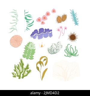 Set of hand drawn sea weed and coral, underwater world. Stock Vector