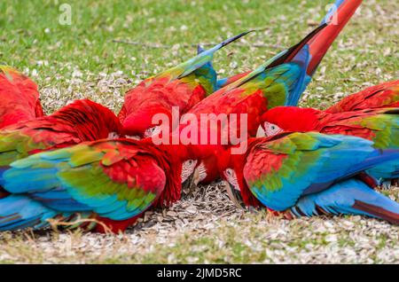 Beautiful red macaw in the Brazilian wetland. Stock Photo