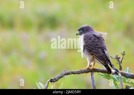 Beautiful Hawk-hawk bird or Roadside Hawk (Rupornis magnirostris) in a tree in the Brazilian wetland Stock Photo