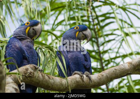 Beautiful Hyacinth Macaw (Anodorhynchus hyacinthinus) in the Brazilian wetland. Stock Photo
