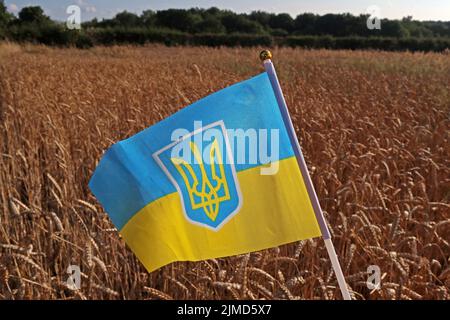 Ukraine flag, with cereals grains, highlighting farming issues, reduced export of grain and increasing food prices, such as bread and animal feeds Stock Photo