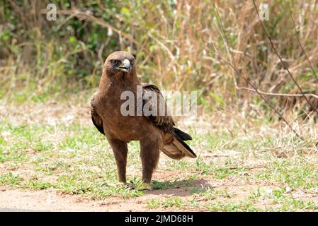 Wahlberg's eagle in Kruger National Park, South Africa Stock Photo