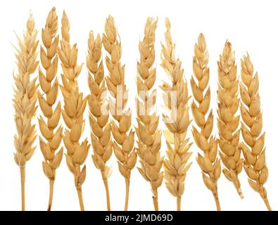 Wheat on white Stock Photo