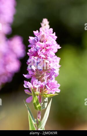 Close up of Lythrum salicaria flower blooming, common names are purple loosestrife. Stock Photo