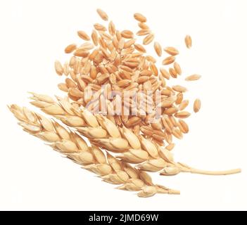 Wheat on white Stock Photo