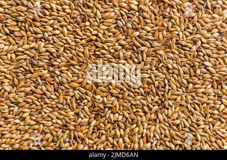 Texture with of barley malt for beer, pale ale, pilsen. Stock Photo