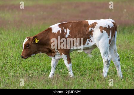 Frisian red-and-white Dutch bull calf Stock Photo