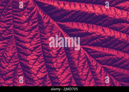 Red maroon macro leaf texture, abstract floral background Stock Photo