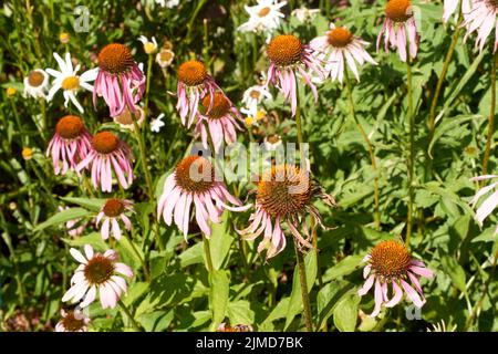Blooming medicinal herb echinacea purpurea or coneflower, close-up, selective focus in the center of flower