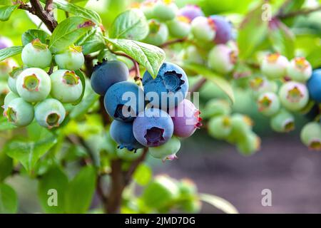 Northern blueberry or sweet hurts (Vaccinium boreale) cultivated at bio farm Stock Photo