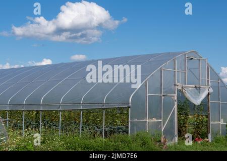 Organic vegetable greenhouse under blue sky with solitary cloud. Stock Photo