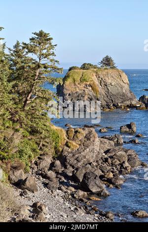 Sitka Spruce 'Picea sitchensis', coniferous, evergreen tree, coastal boulders.