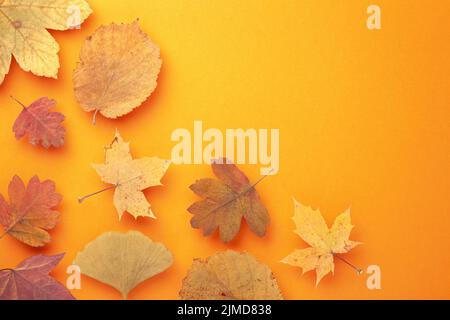 Colored Autumn Leaves On Orange Background Stock Photo