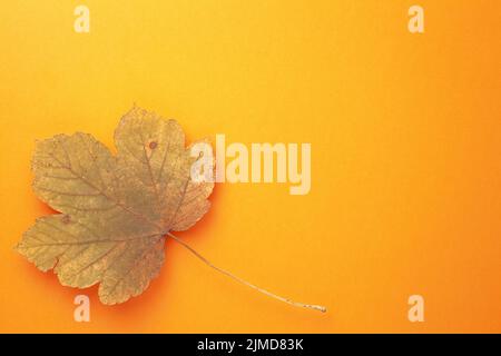 Single Autumn Maple Leaf On Orange Background Stock Photo