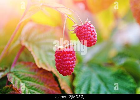 Two ripe raspberries on bush in sunny fall forest, close up Stock Photo