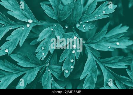 Plant lobed leaves dark green background with water drops Stock Photo